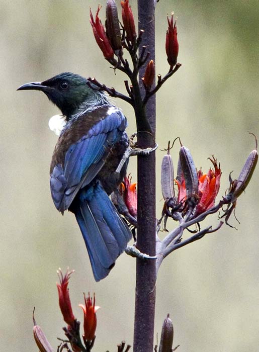 Feeding on flax flowers