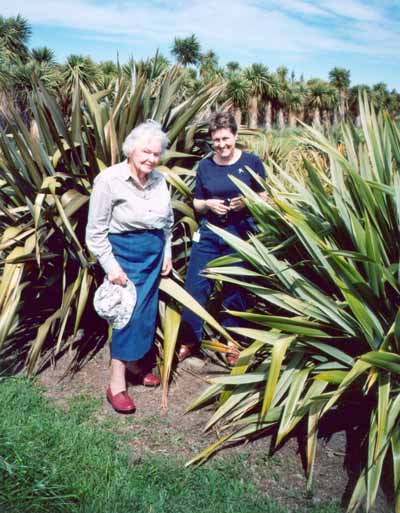 A flax collector