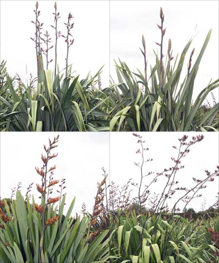 Flax cultivars