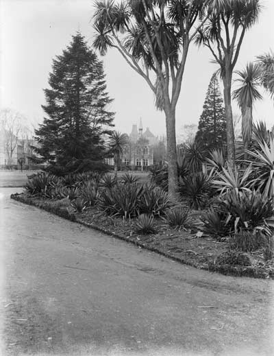 Cabbage tree