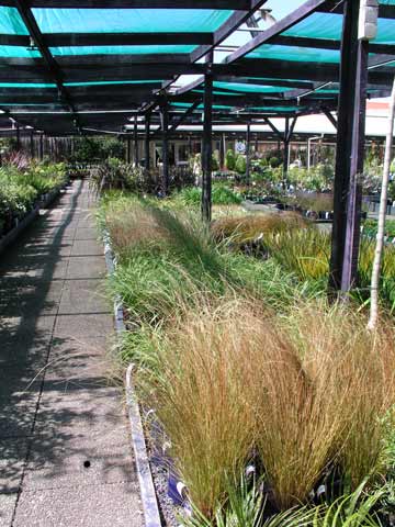 Native grasses for sale