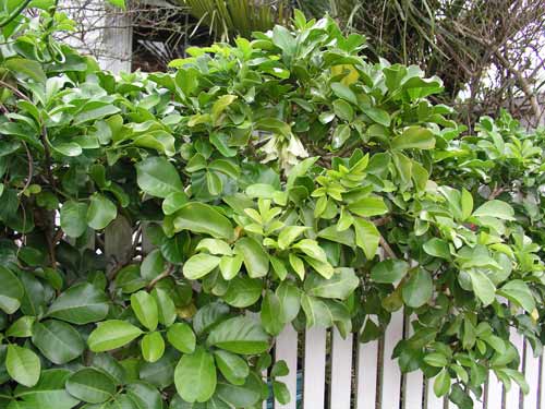 <em>Tecomanthe speciosa</em>