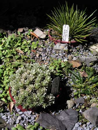 An alpine garden