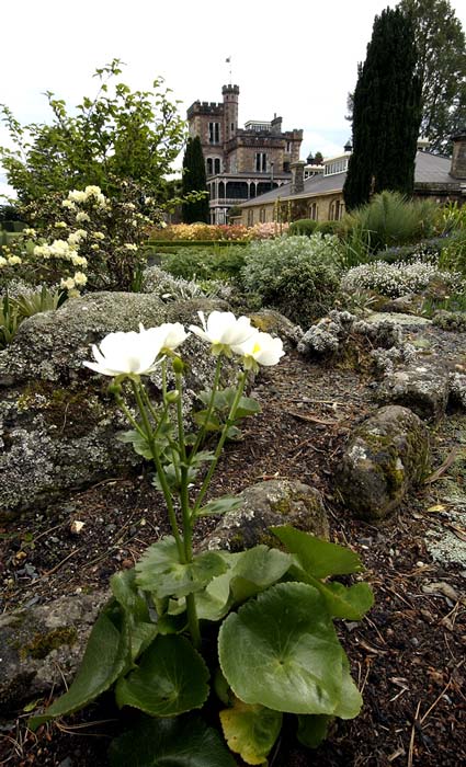 Mt Cook lily