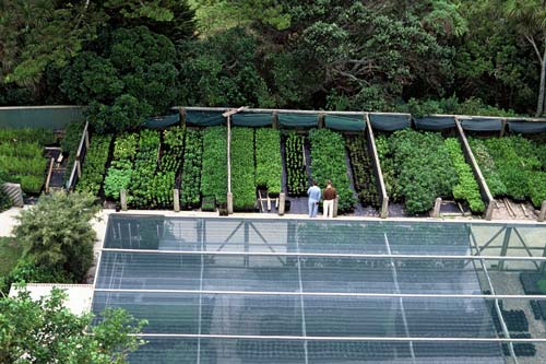 Plant nursery, Tiritiri Matangi, 1988 
