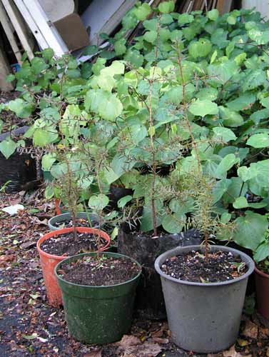 Backyard nursery 