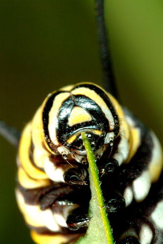 Monarch caterpillar