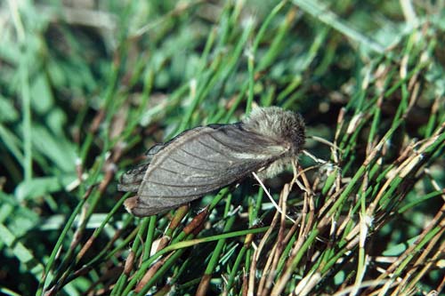 Ghost moth 