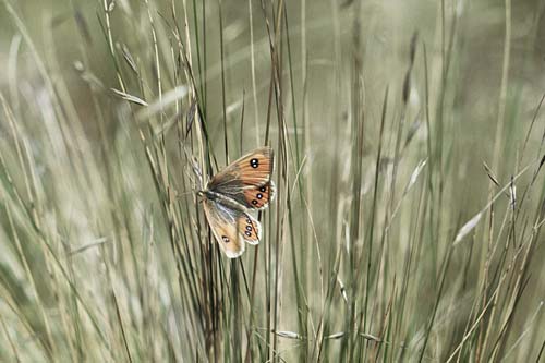 Tussock butterfly 
