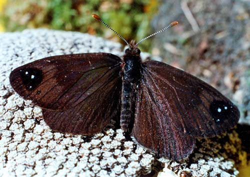 Alpine butterfly 
