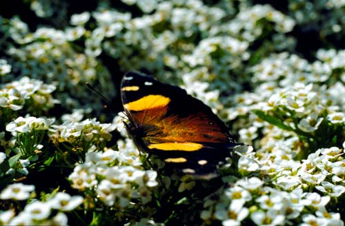 Yellow admiral butterfly