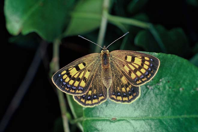 Copper butterfly