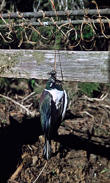 Snared kererū