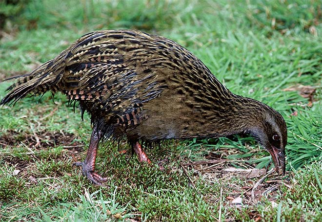 Buff weka in pasture