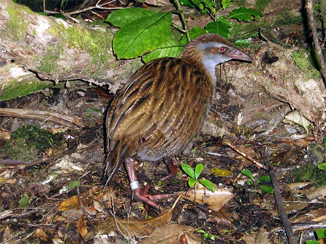 Weka in bush