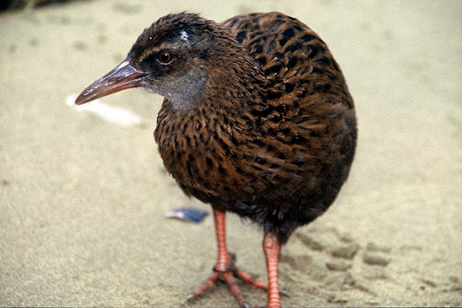 Stewart Island weka on beach