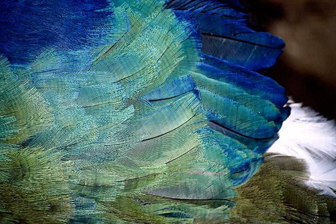 Takahē plumage