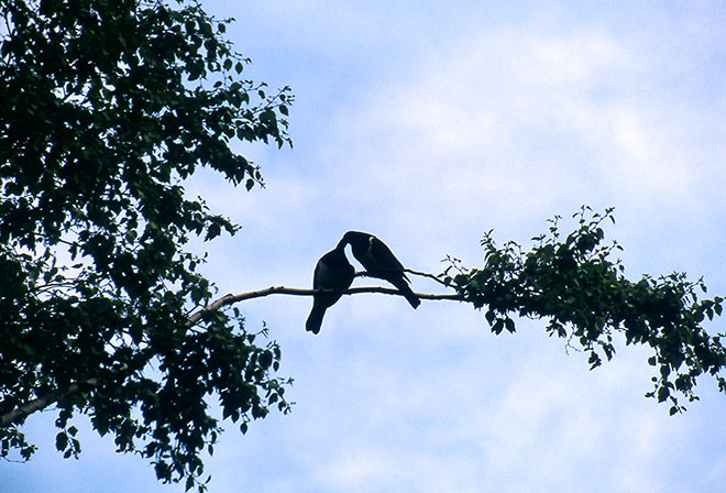 Kererū feeding a fledgling