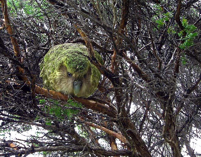 Kākāpō in a tree