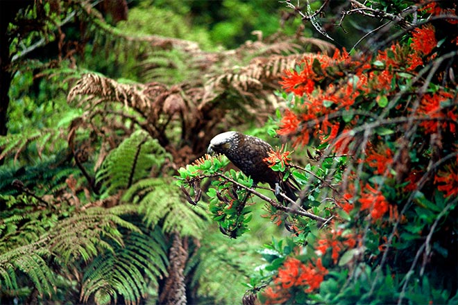 Kākā feeding