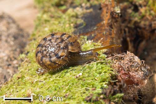 Land snail <em>Suteria ide</em>