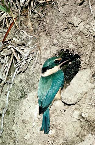 Kingfisher at a nest hole