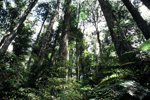Conifer–broadleaf forest 