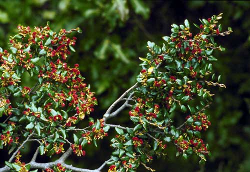 Black beech in flower