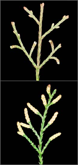 Male and female kahikatea