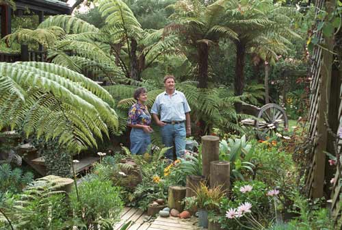 Tree ferns 