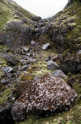 Moss on alpine boulders 