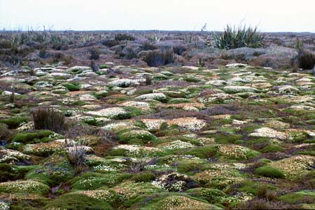 Cushion bog, Southland 