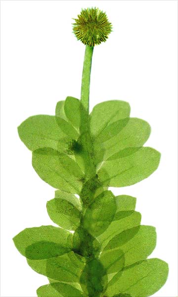 Endemic moss