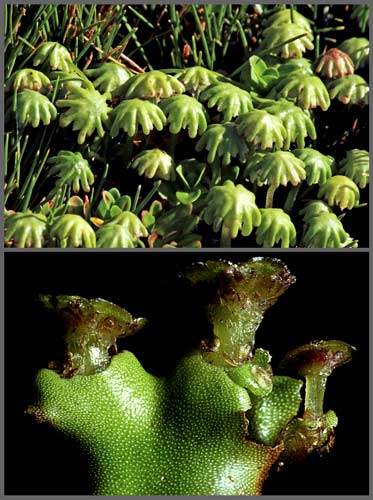 Thalloid liverwort reproductive structures