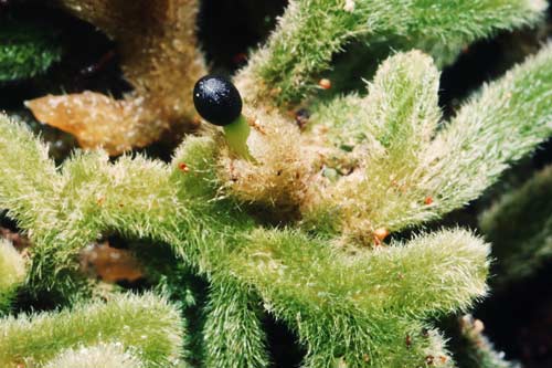 Hairy liverwort