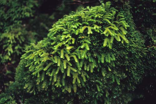 New Zealand’s longest liverwort