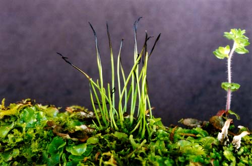 Hornwort