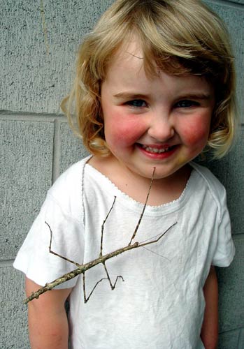 Bristly stick insect