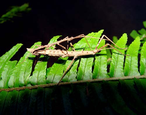 Stick insects mating