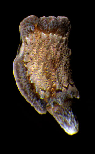 Egg