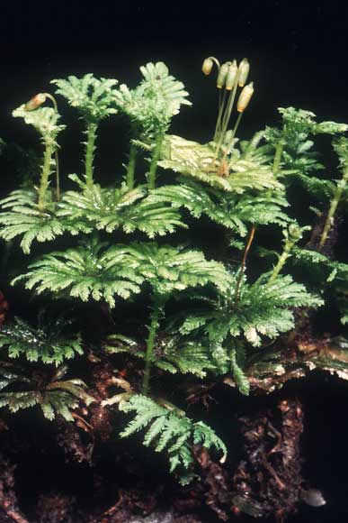 Umbrella moss 