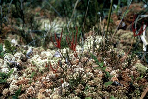 Sphagnum moss 