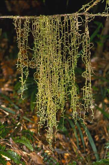 Hanging moss 