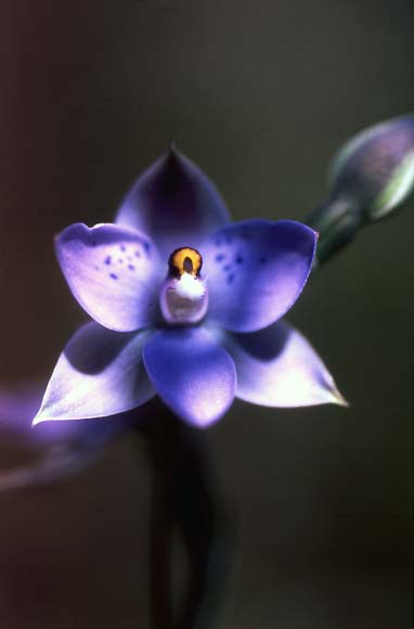 Flower shapes 