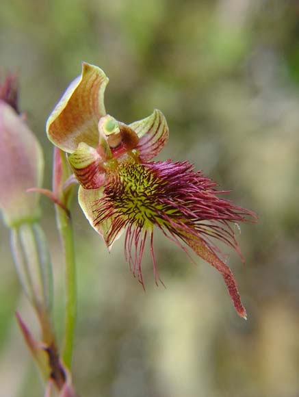 Bearded orchid 