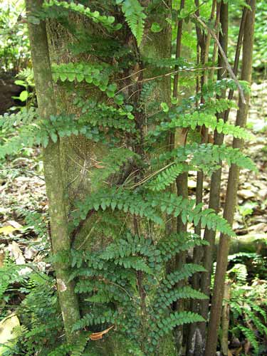 Threadfern