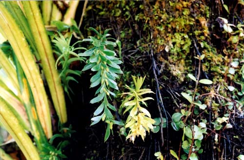 Fork fern