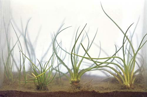 Quillwort 