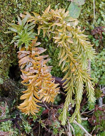 Variable club moss 