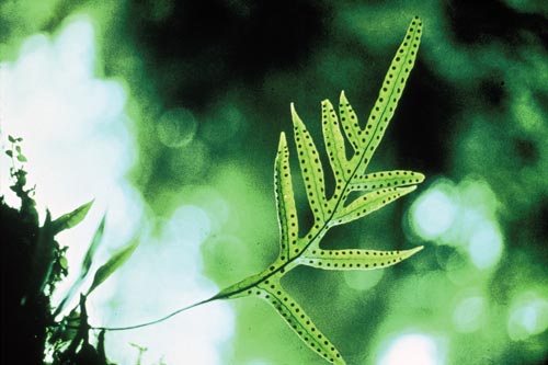 Hound’s tongue fern sori 